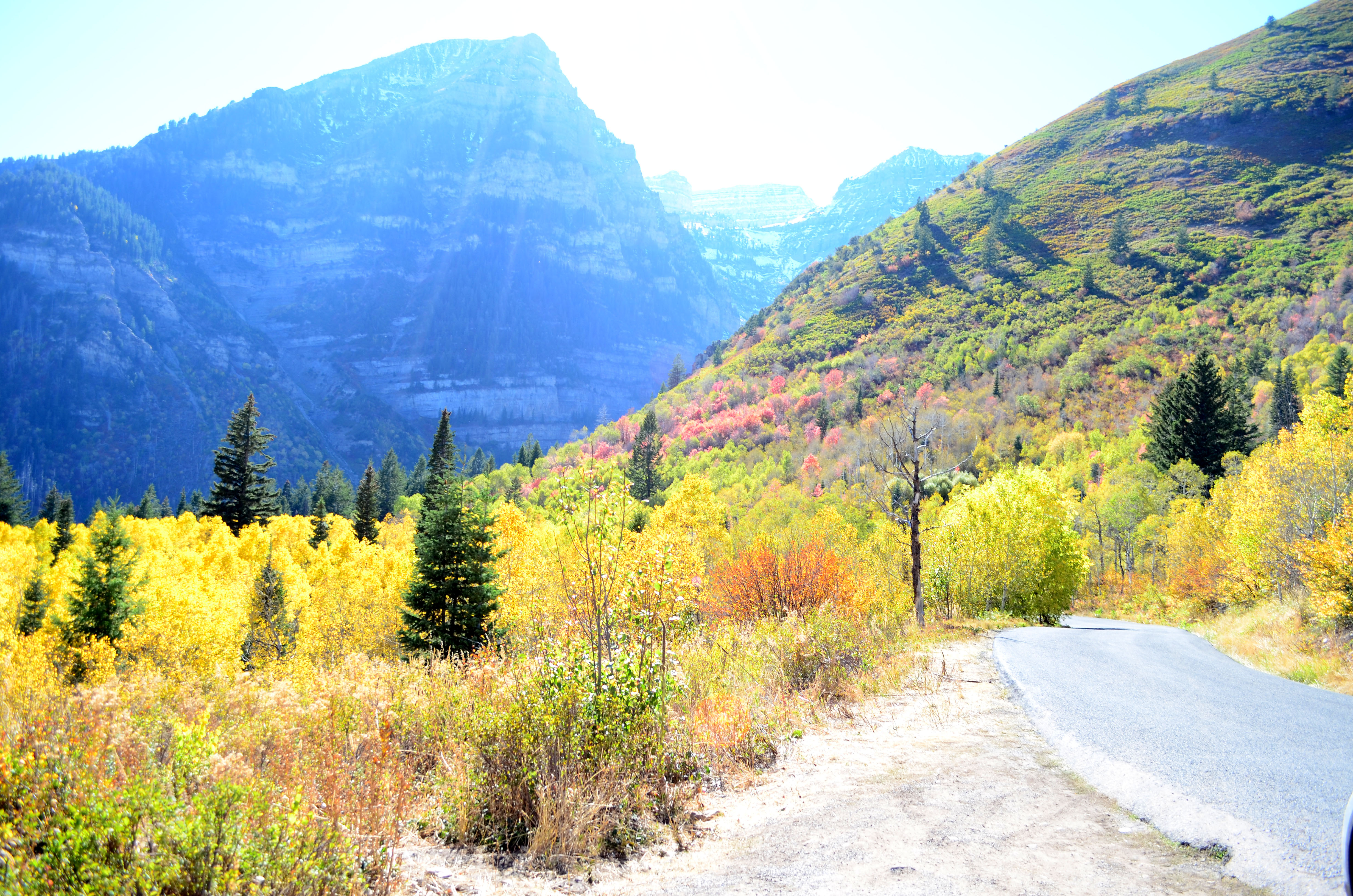 earth yogi canyon fall leaves