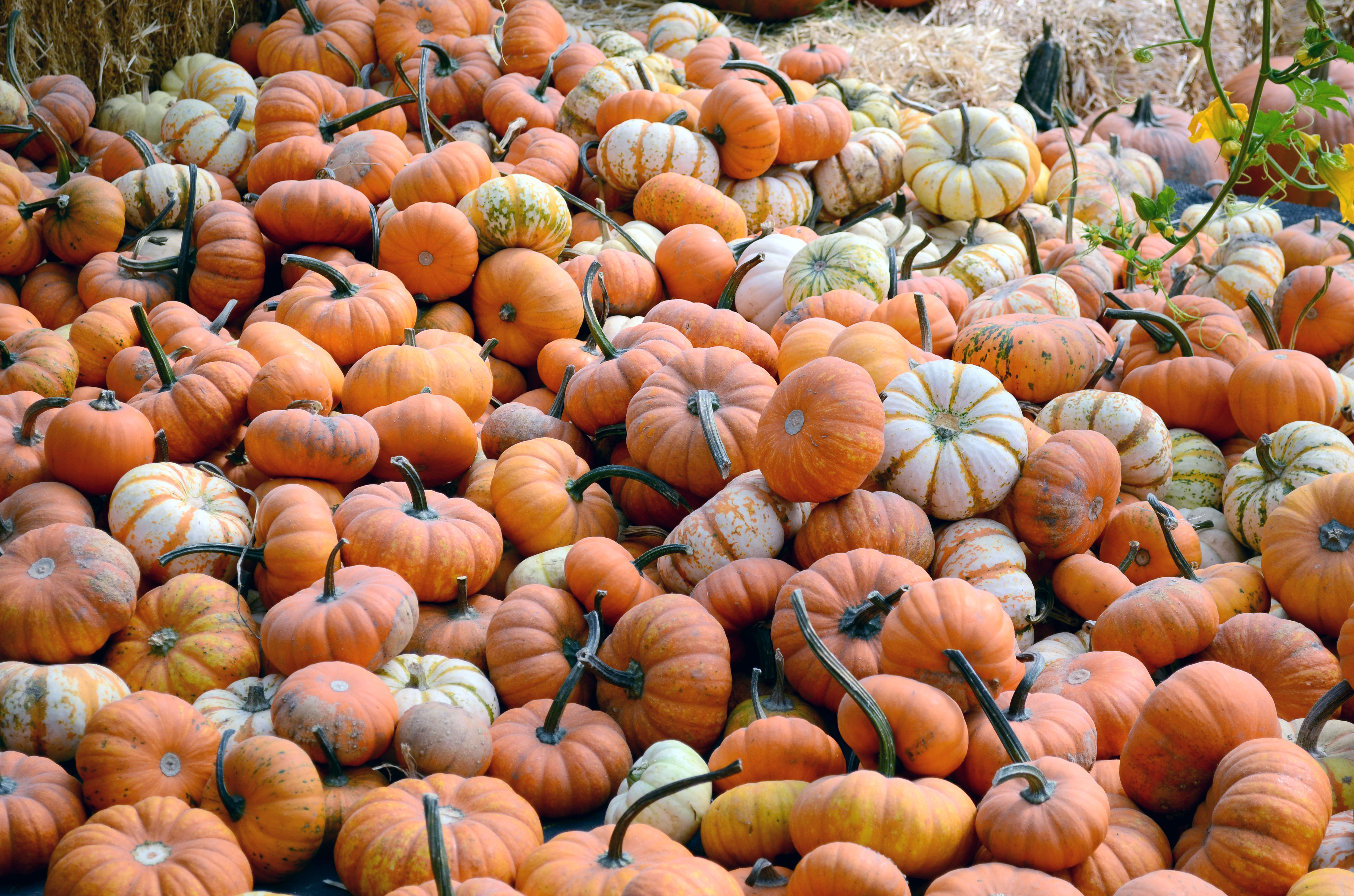 pumpkin earth yogi fall patch