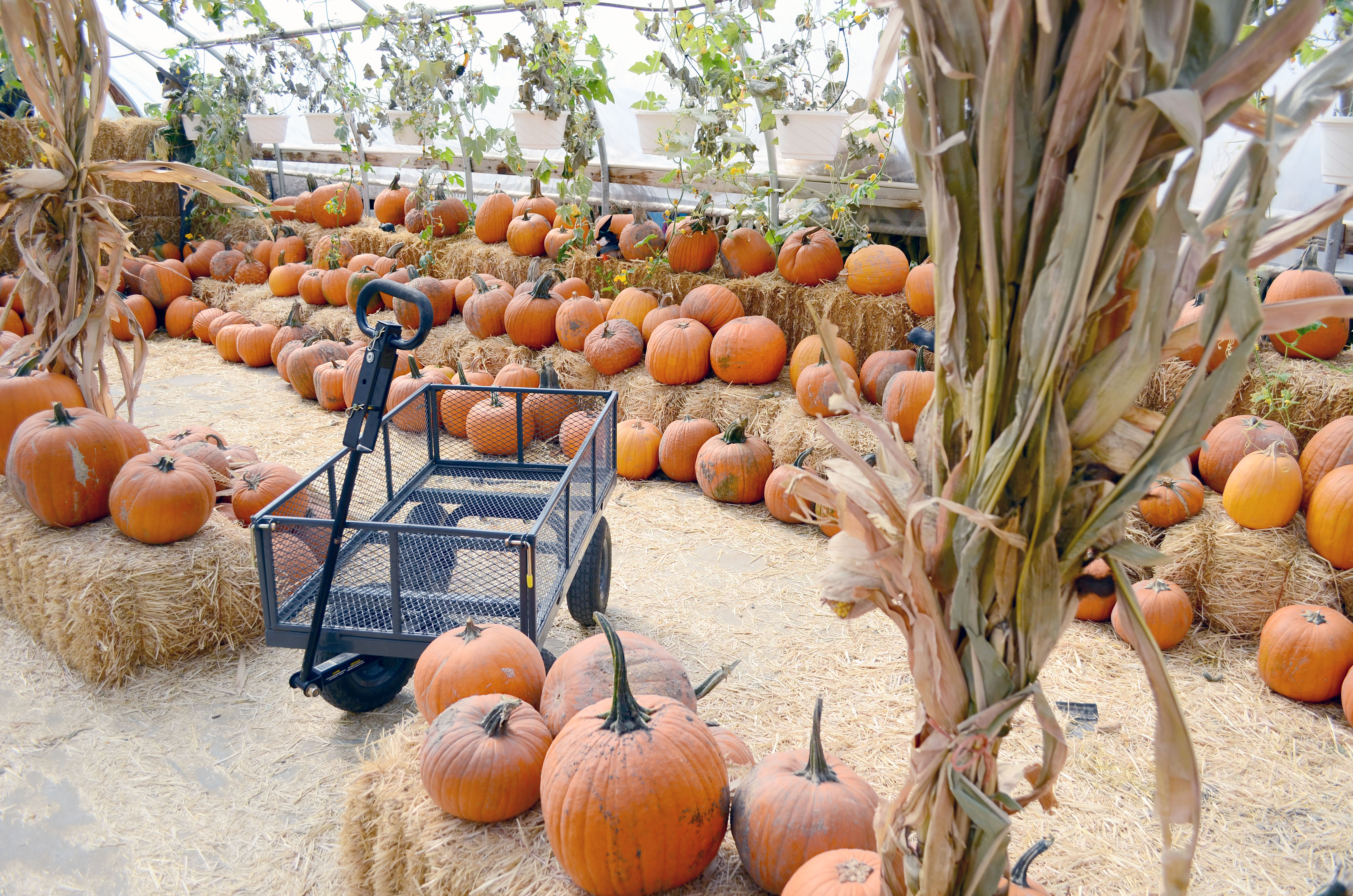 pumpkin earth yogi fall patch